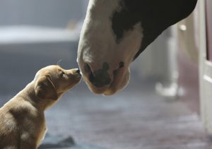 Budweiser_dog_superbowl_ads_2015